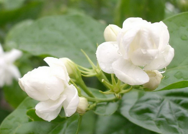 信息发布 生态文化 茉莉花体现江苏人文精神,芳香纯正