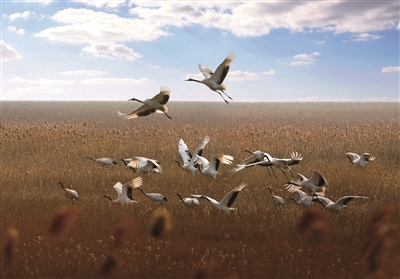 盐城湿地珍禽国家级自然保护区（国际重要湿地）.jpg