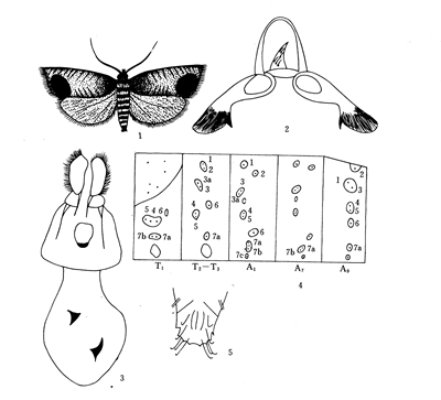 苹果蠹蛾检疫技术操作办法