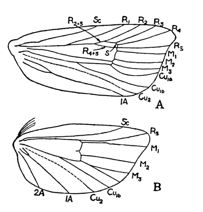 苹果蠹蛾检疫技术操作办法
