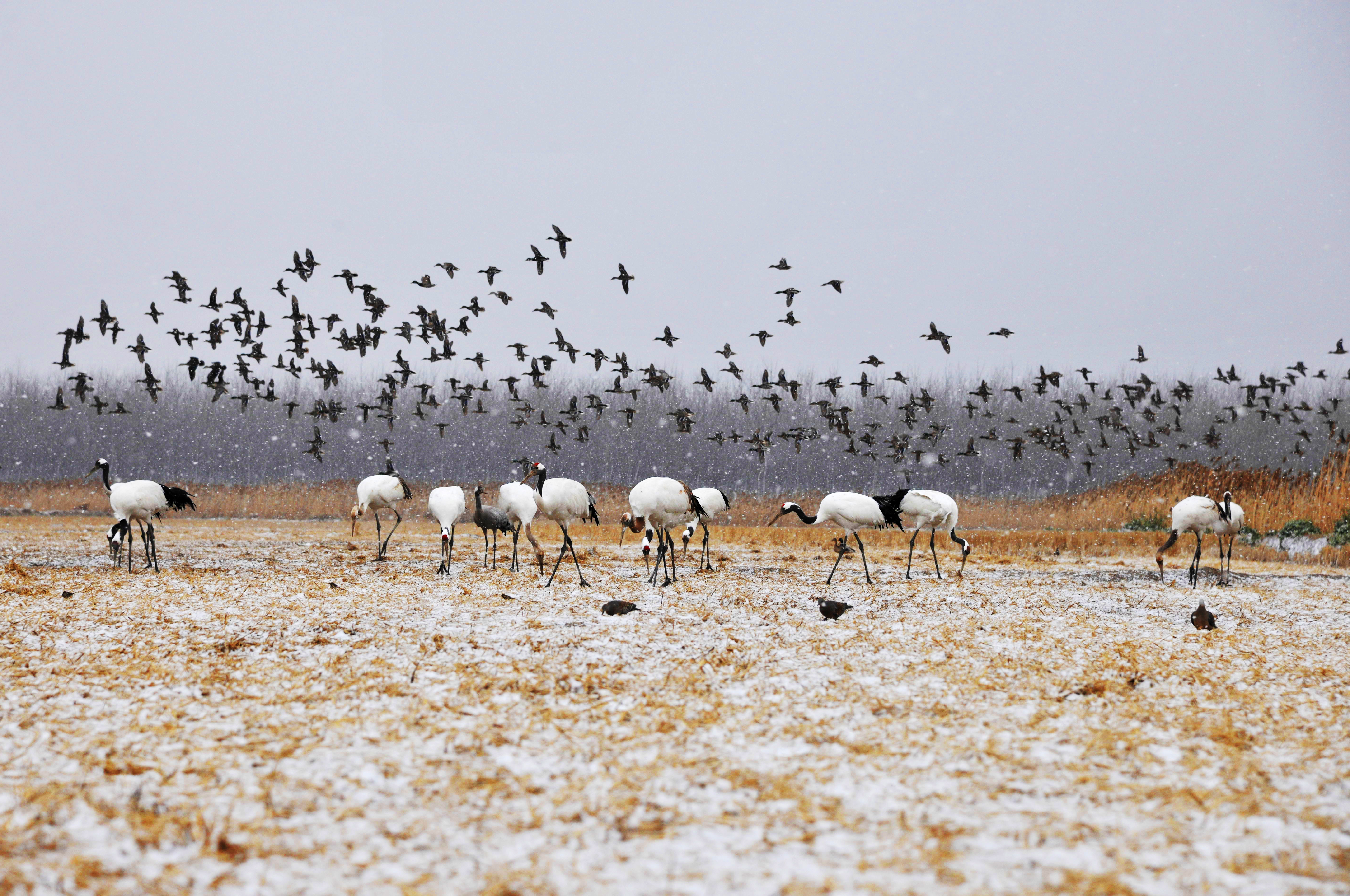 grus japonensis  anas platyrhynchos大量鸟类起飞壮观场 面-丹顶鹤