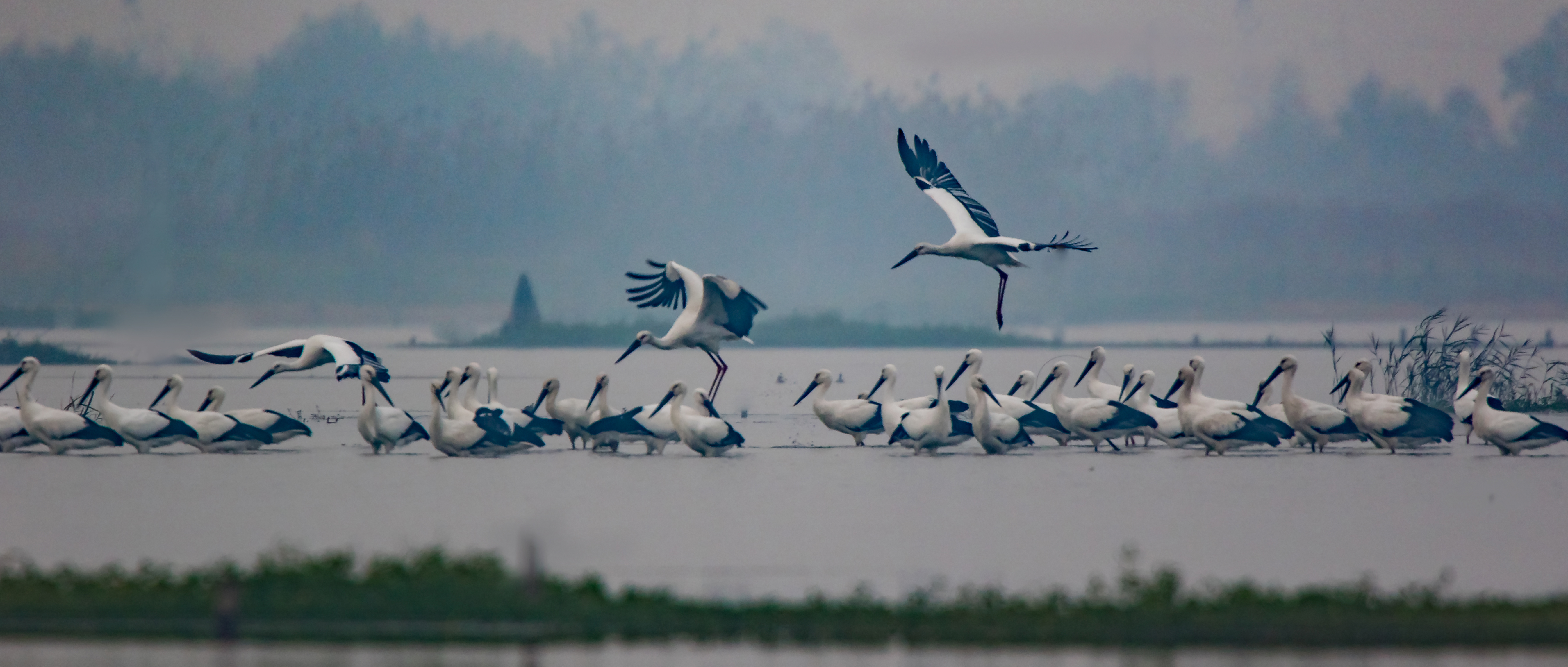 国家一级保护动物东方白鹳飞舞洪泽湖湿地
