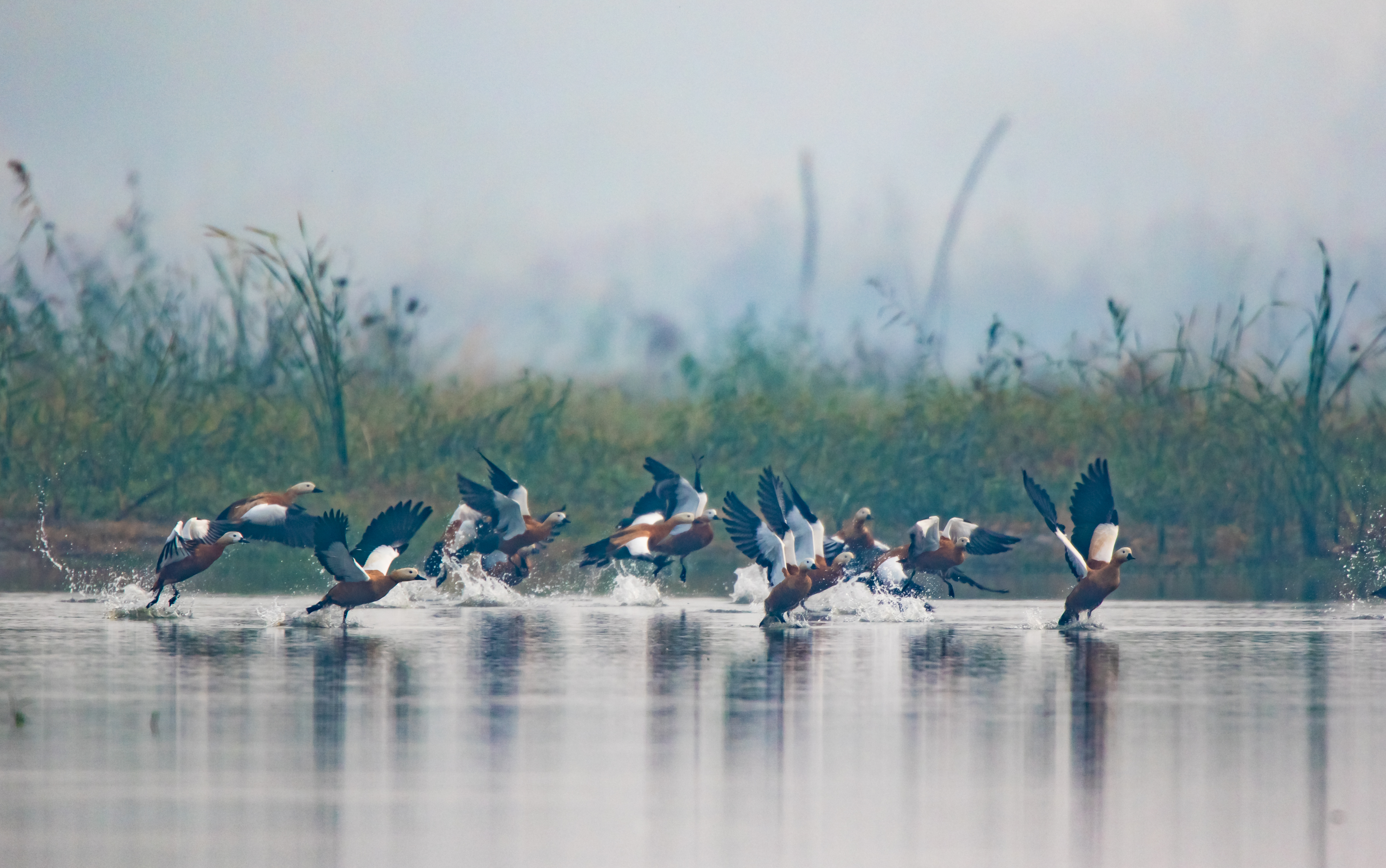 国家一级保护动物东方白鹳飞舞洪泽湖湿地
